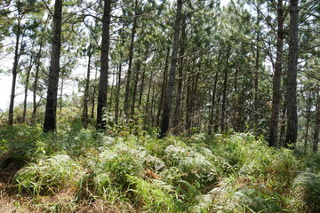 Kiefernwald in den Bergen von El Valle de Antón in Panama