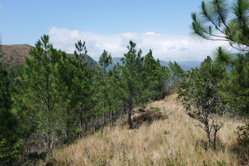 Fototapeta na wymiar Kiefernwald in den Bergen von El Valle de Antón in der Caldera in den tropischen Bergen in Panama