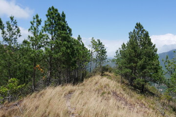 Fototapeta na wymiar Kiefernwald in den Bergen von El Valle de Antón in Panama