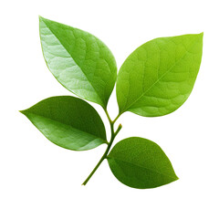 Fototapeta premium Small green leaves isolated on white