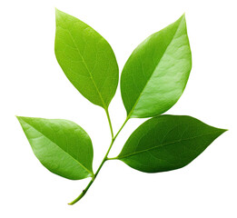 Small green leaves isolated on white