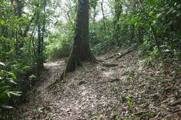 Obraz premium Baumstamm mit Brettwurzel im Regenwald von El Valle de Antón in Panama