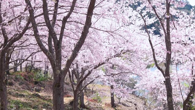 桜吹雪、花びらが舞う満開の桜並木と湖畔の風景のスローモーション 4K 