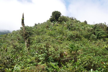 Tropischer Nebelwald am Berg Cerro Gaital in El Valle de Antón in der Caldera in den tropischen Bergen in Panama