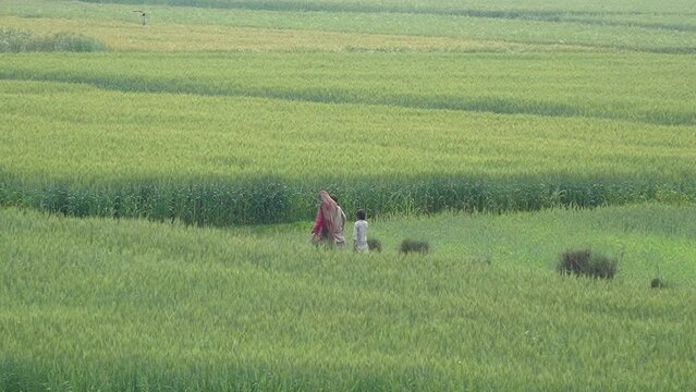 Pakistani Village Life: Woman mother with his young children walking in the wheat field, slow motion 240fps