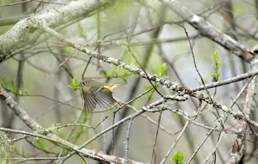 Ruby-crowned Kinglet, forages in the Cowichan Estuary.