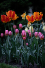 Colorful tulip flowers blooming in the garden in spring.