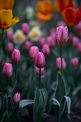  A beautiful bouquet of tulips in the garden. Tulips in spring, colorful tulips.