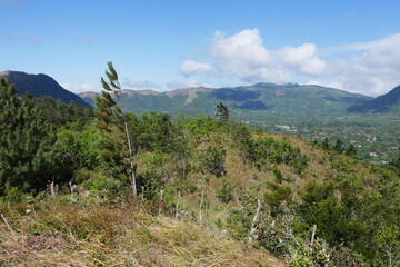 Kiefernwald in den Bergen vonEl Valle de Antón in Panama