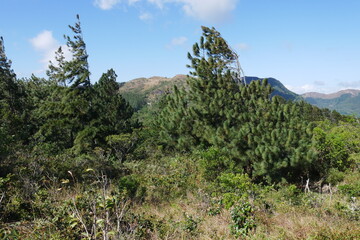 Kiefernwald in El Valle de Antón in Panama
