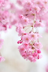 満開の八重紅枝垂れ桜のクローズアップ
