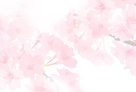 淡い水彩風の桜のイラスト