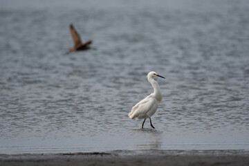 Snowy Egret wading in the water with a Marbled Godwit flying in the foreground