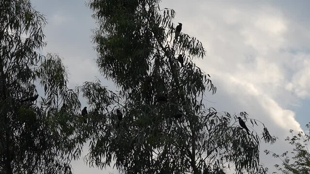 Crow Birds Flock Sitting On The Tree Super Slow Motion 240fps