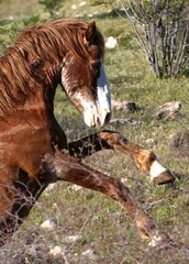 Wild Stallion Sparring with Another Stallion 