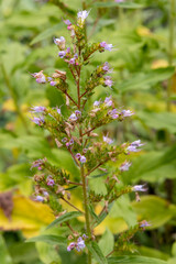 Ein blühender Steifer Natternkopf auf Teneriffa