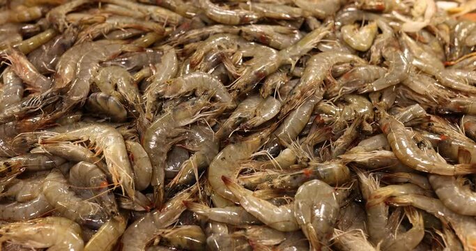 Video depicts bunch of fresh and high-quality raw shrimps
