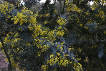 Mimosa tree in bloom