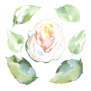 Watercolor floral illustration set of white rose with green leaves in collection garden flowers. Isolated on white background. Wedding floral design for bouquets, birthday, postcard, greeting, card