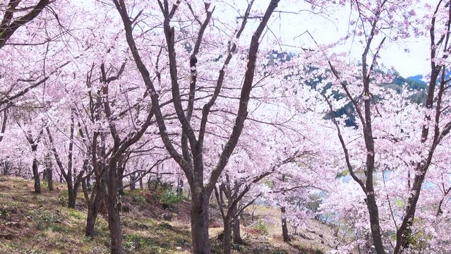 桜吹雪、花びらが舞う満開の桜並木と湖畔の風景のスローモーション 4K 
