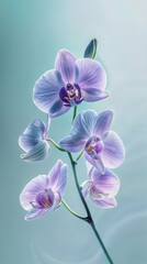 Delicate vertical background with orchid flowers, web wallpaper