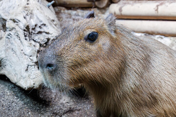 可愛いカピバラ（テンジクネズミ科）。

日本国神奈川県川崎市、カワスイにて。
2023年9月4日撮影。

Lovely Capybara (Hydrochoeris hydrochaeris, family comprising Caviidae).

At Kawasui aquarium, Kawasaki city, Kanagawa, Japan,
photo by September 4