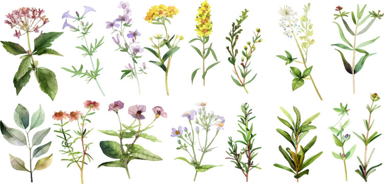Watercolor Collection of Wildflowers and Herbs in Full Bloom