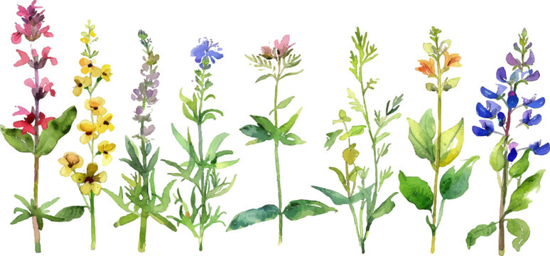 Watercolor Collection of Wildflowers and Herbs in Full Bloom