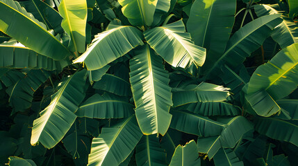 Abstract patterns in lush banana plantations, showcasing the geometric arrangements of leaves and fruit