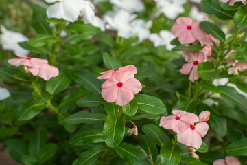 夏の花壇でカラフルに咲くニチニチソウ