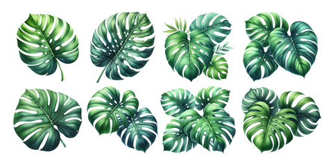 set of monstera leaves on transparent background, illustration