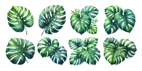 Poster Tropische planten set of monstera leaves on transparent background, illustration