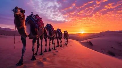 Foto op Plexiglas Camels against the colorful hues of the sunset, emphasizing the vastness of the desert landscape © Samira