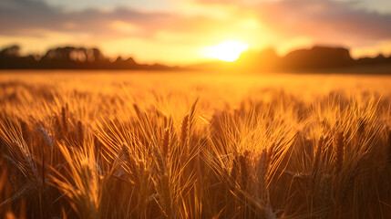 The warm glow of fields of wheat during the golden hour. Experiment with different compositions to...