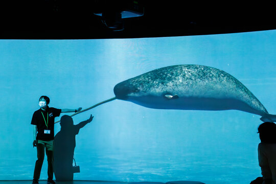 鯨類解説スクリーン。
不思議なイッカク（イッカク科）。

日本国神奈川県川崎市、カワスイにて。
2023年9月4日撮影。

Cetacean Interpretive Screen.
Mysterious Narwhal (Monodon monoceros, cetacean family comprising the narwhal and white beluga whale).

At K