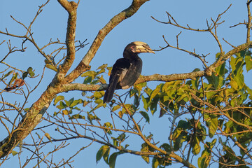 Pied Hornbill