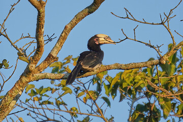 Pied Hornbill