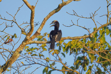 Pied Hornbill