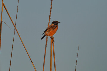 Siberian Stonechat
