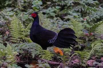 Kalij pheasant