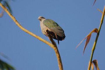 Green imperial pigeon