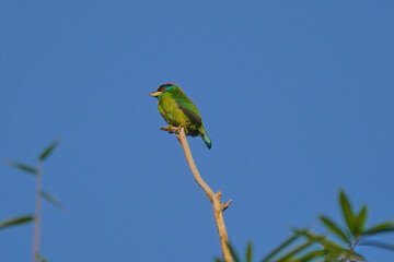 Coppersmith barbet