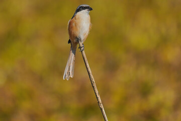 Grey-backed shrike