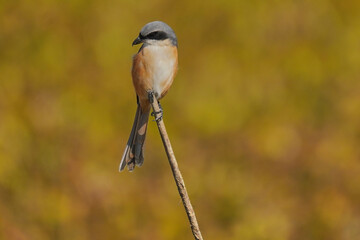 Grey-backed shrike