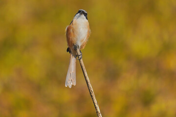 Grey-backed shrike