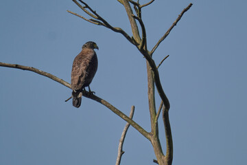 Crested serpent eagle 