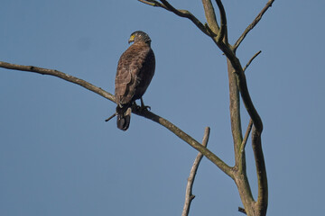 Crested serpent eagle 