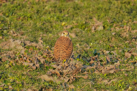 Common Krestel