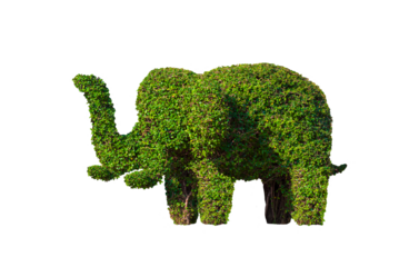 Decorative topiary tree in elephant shaped isolated on transparent background, png file