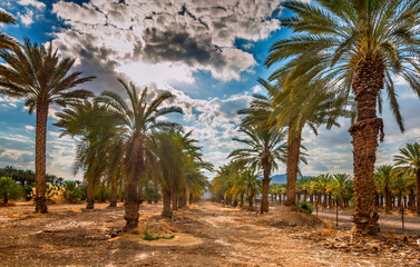 Plantations of date palms for healthy food production. Date palm is iconic ancient plant and famous food crop in the Middle East and North Africa, it has been cultivated for 5000 years - 764477997